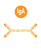Immunoglobulins igA
