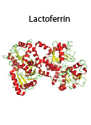 Immunoglobulins Lactoferrin